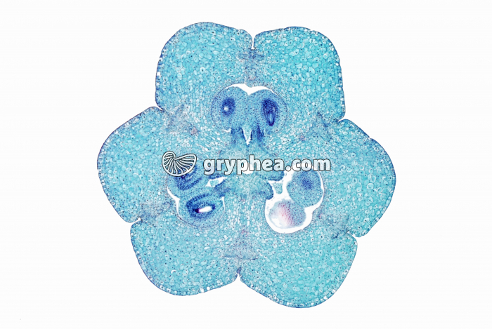 Lys - Ovaire de Lys CT x4  - gryphea.com